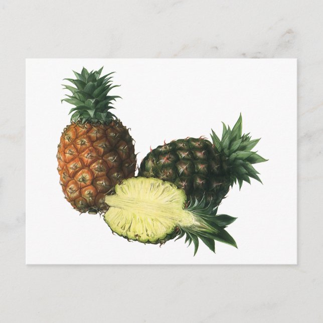 Vintage Hawaiian Pineapples, Organic Food Fruit Postcard (Front)