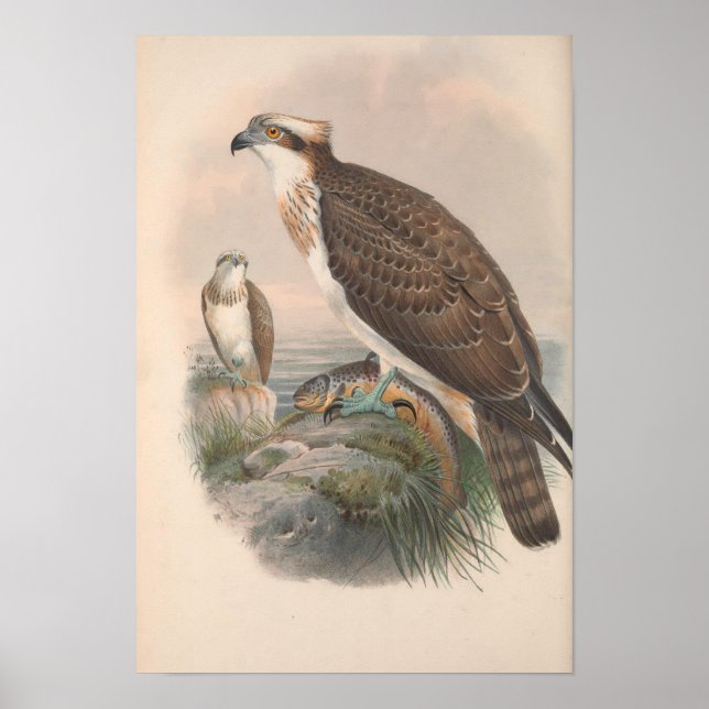 Vintage Hawk Fish Bird Poster (Front)