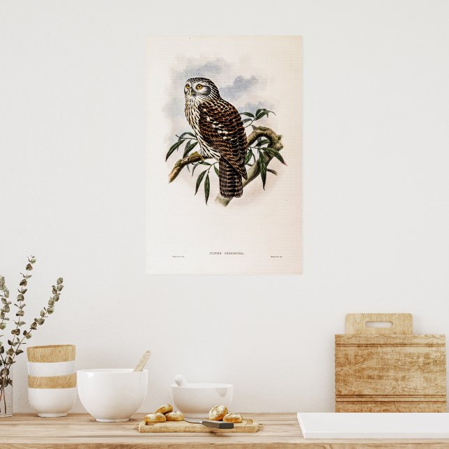 Vintage Hawk-Owl by John Gould Poster (Kitchen)
