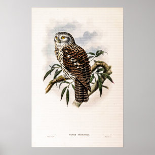 Vintage Hawk-Owl by John Gould Poster