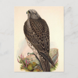 Vintage Hawk Postcard