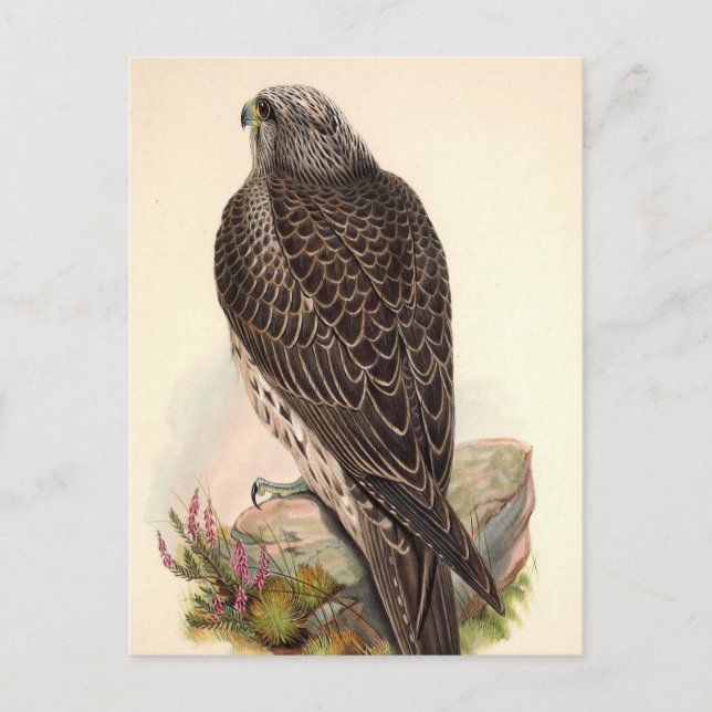 Vintage Hawk Postcard (Front)