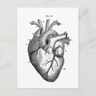 Vintage Heart Anatomy Customizable Postcard