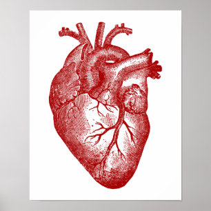 Vintage Heart Anatomy Poster