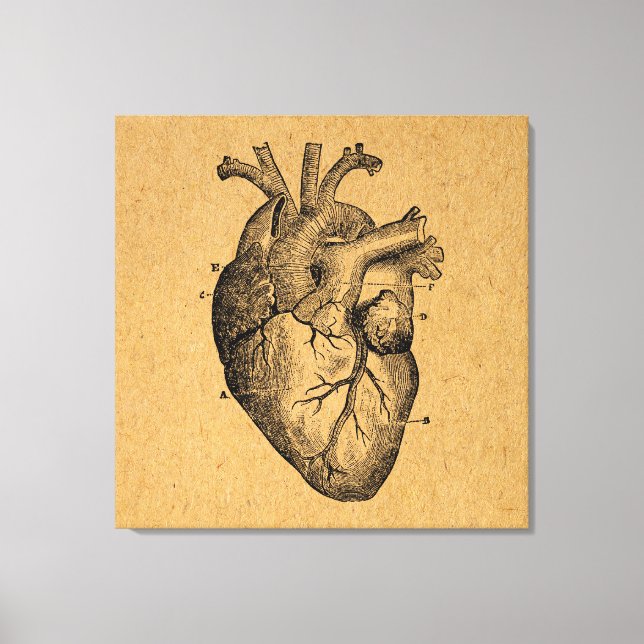 Vintage Heart Diagram Illustration Vintage Art Canvas Print (Front)