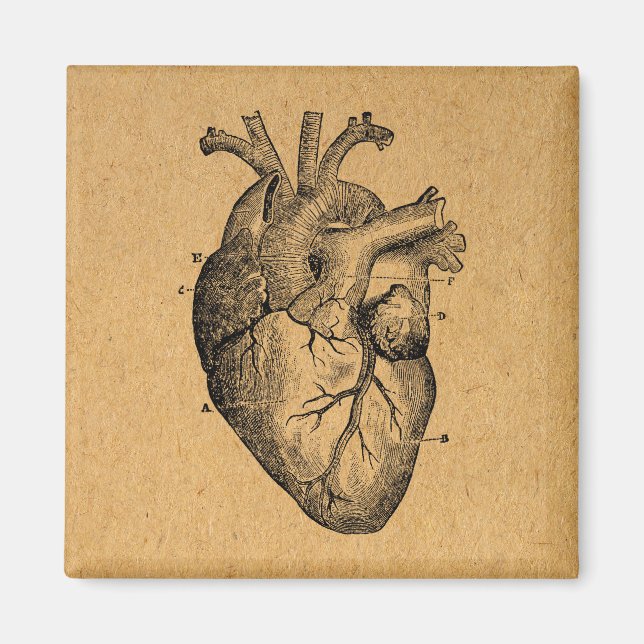 Vintage Heart Diagram Illustration Vintage Art Magnet (Front)