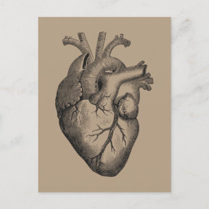 Vintage Heart Illustration Postcard