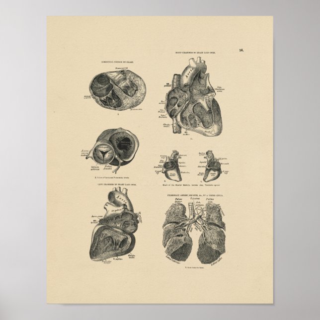 Vintage Heart Lung Anatomy 1880 Print (Front)