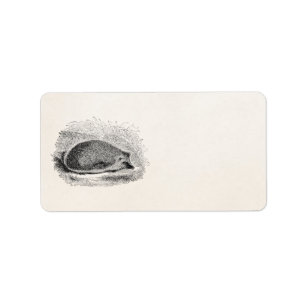Vintage Hedgehog 1800s Hedgehogs Illustration Label