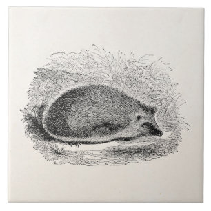 Vintage Hedgehog 1800s Hedgehogs Illustration Tile