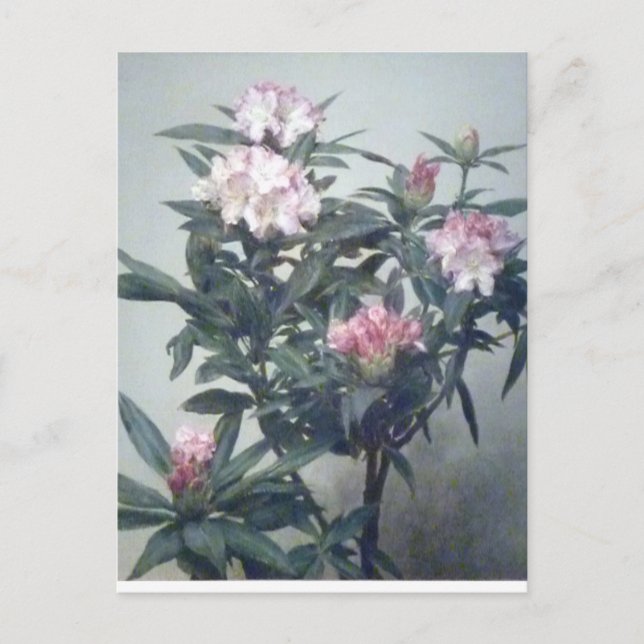 Vintage Henri Latour Blooming Rhododendron Branch Postcard (Front)