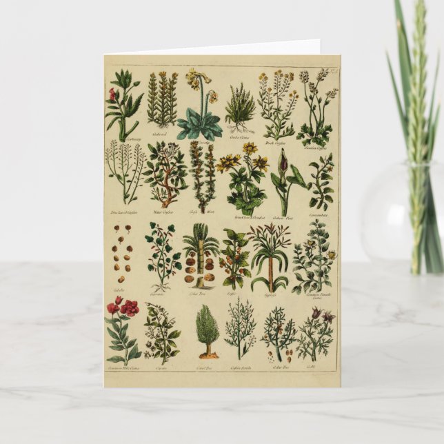 Vintage Herbal Greeting Card Series - 5 (Front)