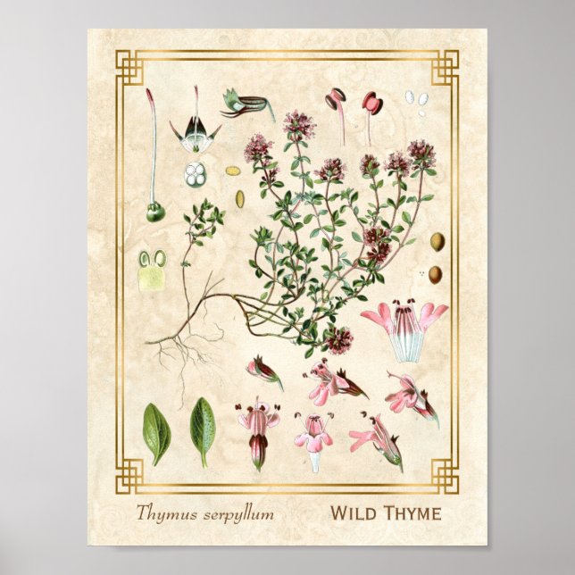 Vintage Herbal Illustrations Wild Thyme Botanical Poster (Front)