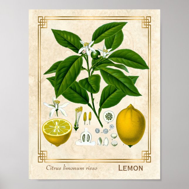 Vintage Herbal Plant Lemon Fruit Botanical Art Poster (Front)