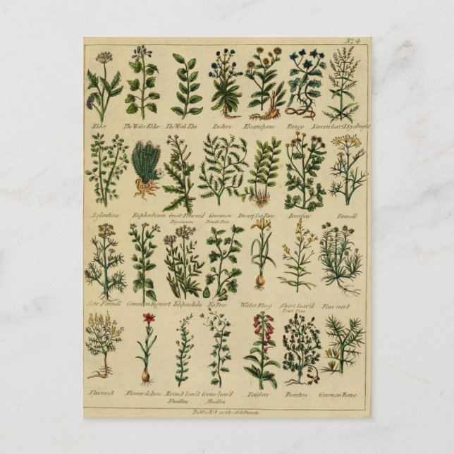 Vintage Herbal Postcard Series - 4 (Front)