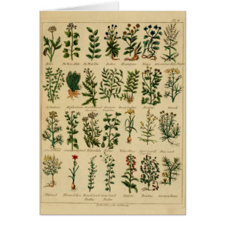 Vintage Herbal Postcard Series - 4