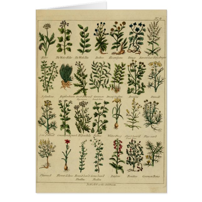 Vintage Herbal Postcard Series - 4 (Front)