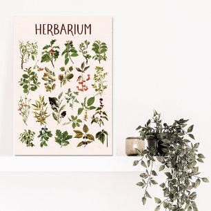 Vintage Herbarium Green Plant Chart Canvas Print