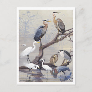 Vintage Heron and Egret Postcard