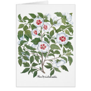 Vintage Hibiscus Flowers by Basilius Besler