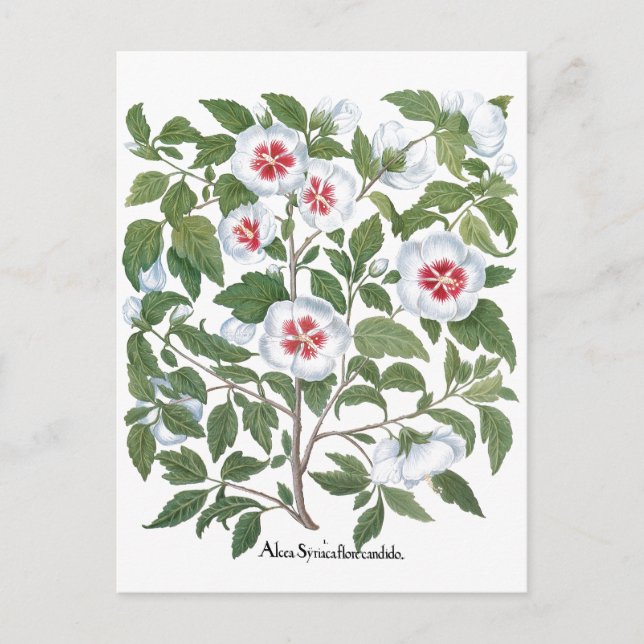 Vintage Hibiscus Flowers by Basilius Besler Postcard (Front)