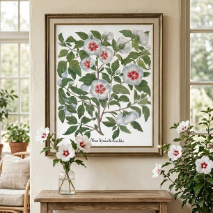 Vintage Hibiscus Flowers by Basilius Besler Poster