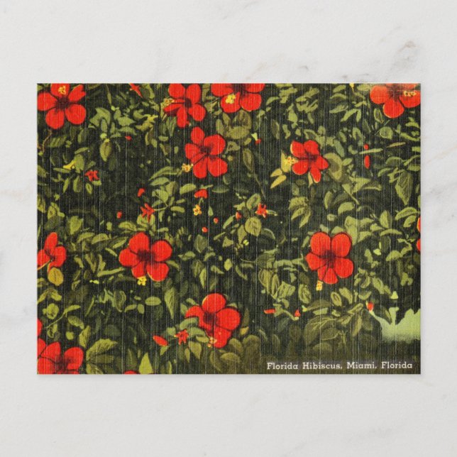Vintage Hibiscus, Miami, Floride Carte postale Voy (Devant)