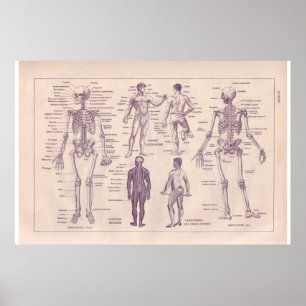 VIntage historic 1920  Human Body Poster