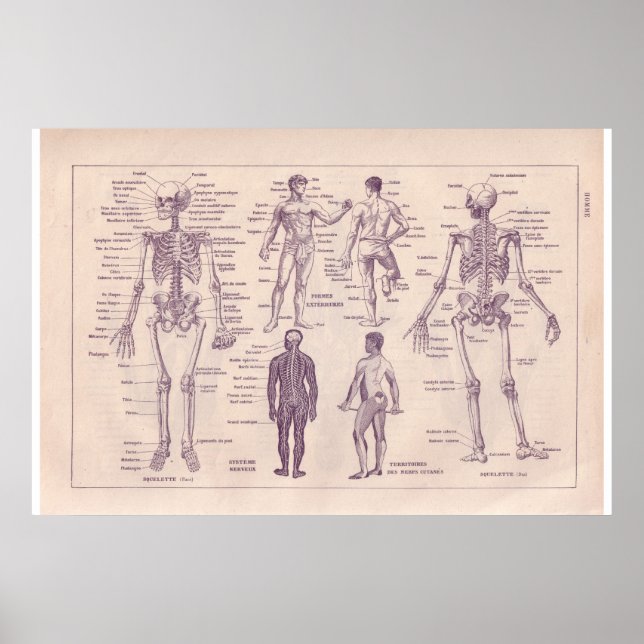 VIntage historic 1920  Human Body Poster (Front)