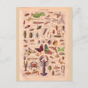 Vintage historic Arthropods Postcard