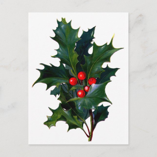 Vintage Holly Postcard (Front)