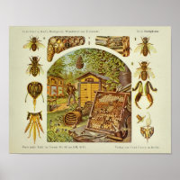 Vintage Honey Bee Anatomy Beekeeper Art Print
