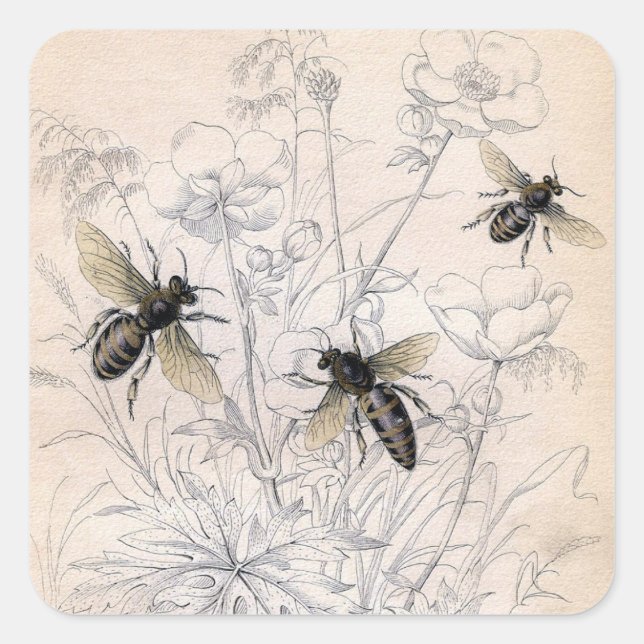 Vintage Honey Bee Art Print Square Sticker (Front)
