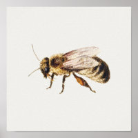 Vintage Honey Bee Illustration