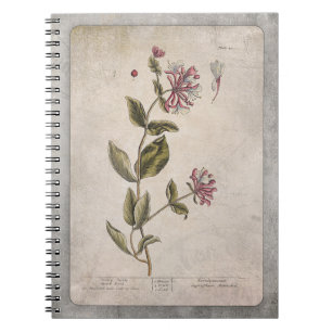 Vintage Honeysuckle Illustration with Texture Notebook