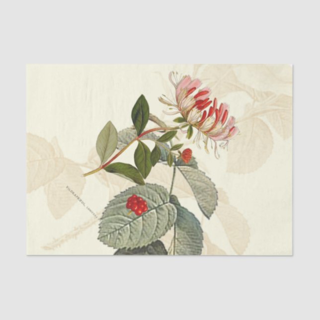 Vintage Honeysuckle Tissue Paper (Front)