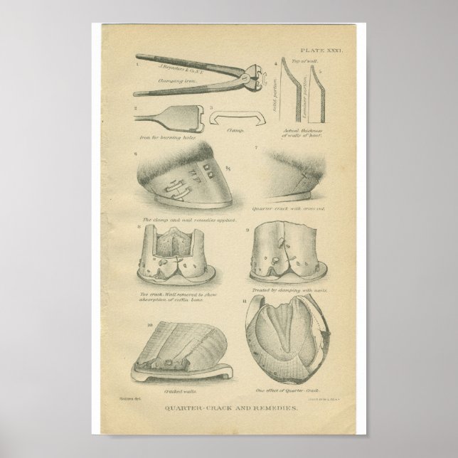 Vintage Horse Anatomy Print Hoof Cracks (Front)