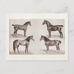 Vintage Horse Arabian Hunter Horses Illustration Postcard