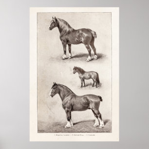 Vintage Horse Clydesdale Shetland Belgian Horses Poster