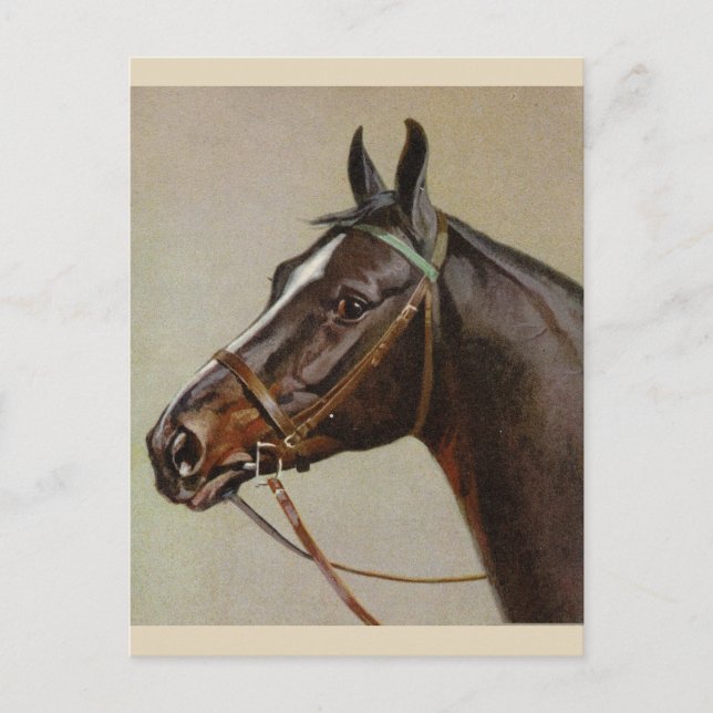 Vintage Horse Postcard (Front)
