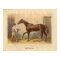 Vintage Horse Print 1873 Thormanby