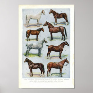 Vintage Horse Print 1908 Edwardian Breeds