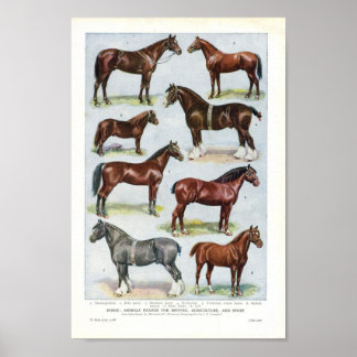 Vintage Horse Print 1908 Edwardian Breeds