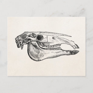 Vintage Horse Skull Skeleton Personalized Skeleton Postcard