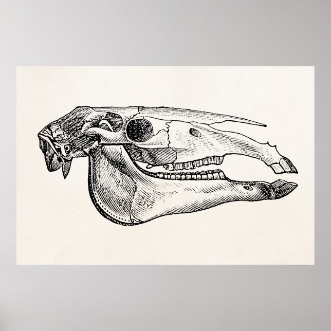 Vintage Horse Skull Skeleton Personalized Skeleton Poster (Front)