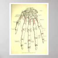 Vintage Human Anatomy Bones of the Hand