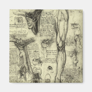 Vintage Human Anatomy Larynx Leg Leonardo da Vinci Magnet