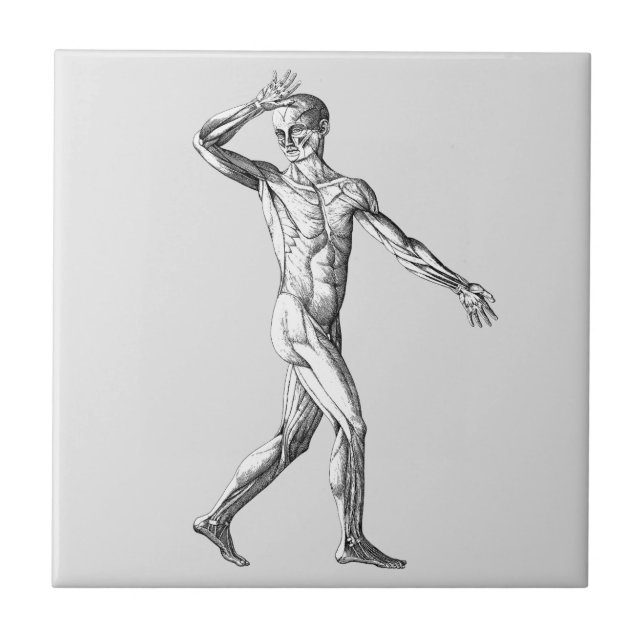 Vintage Human Anatomy, Male Body Muscles Tile (Front)