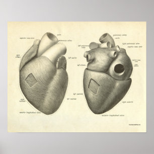 Vintage Human Anatomy Print Heart
