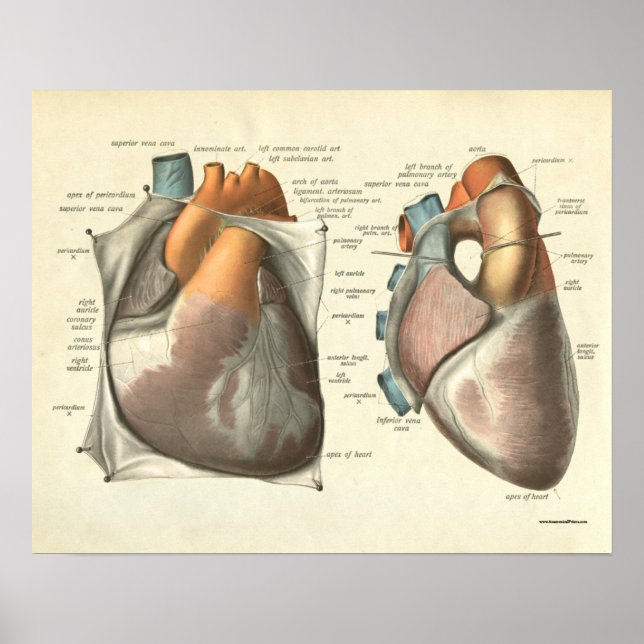 Vintage Human Anatomy Print Heart Muscles (Front)